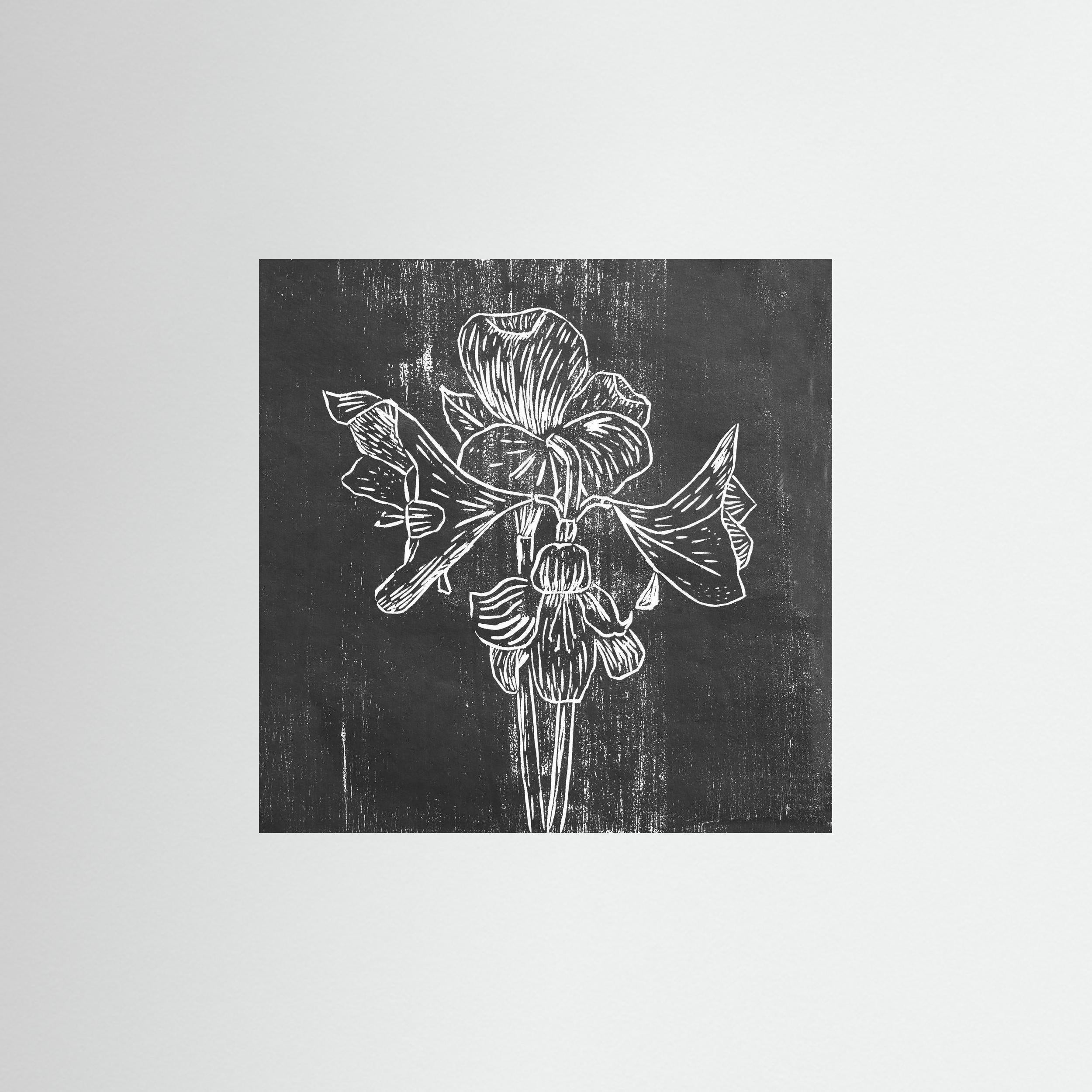 Fine Art Paper Print: "Black Amaryllis"