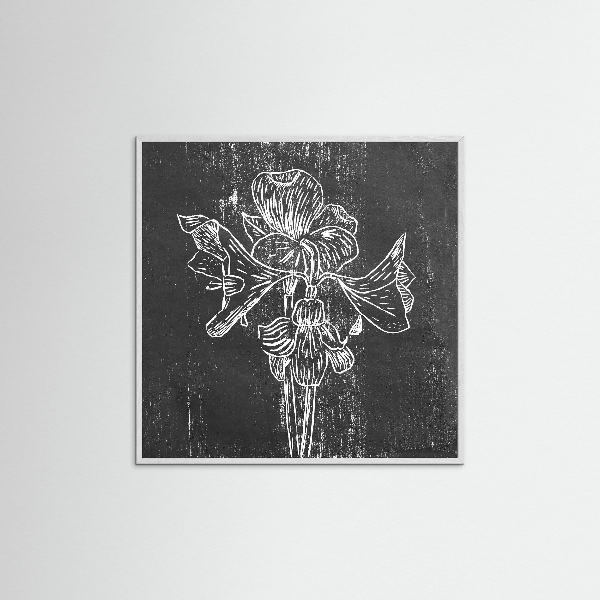 Fine Art Paper Print: "Black Amaryllis"