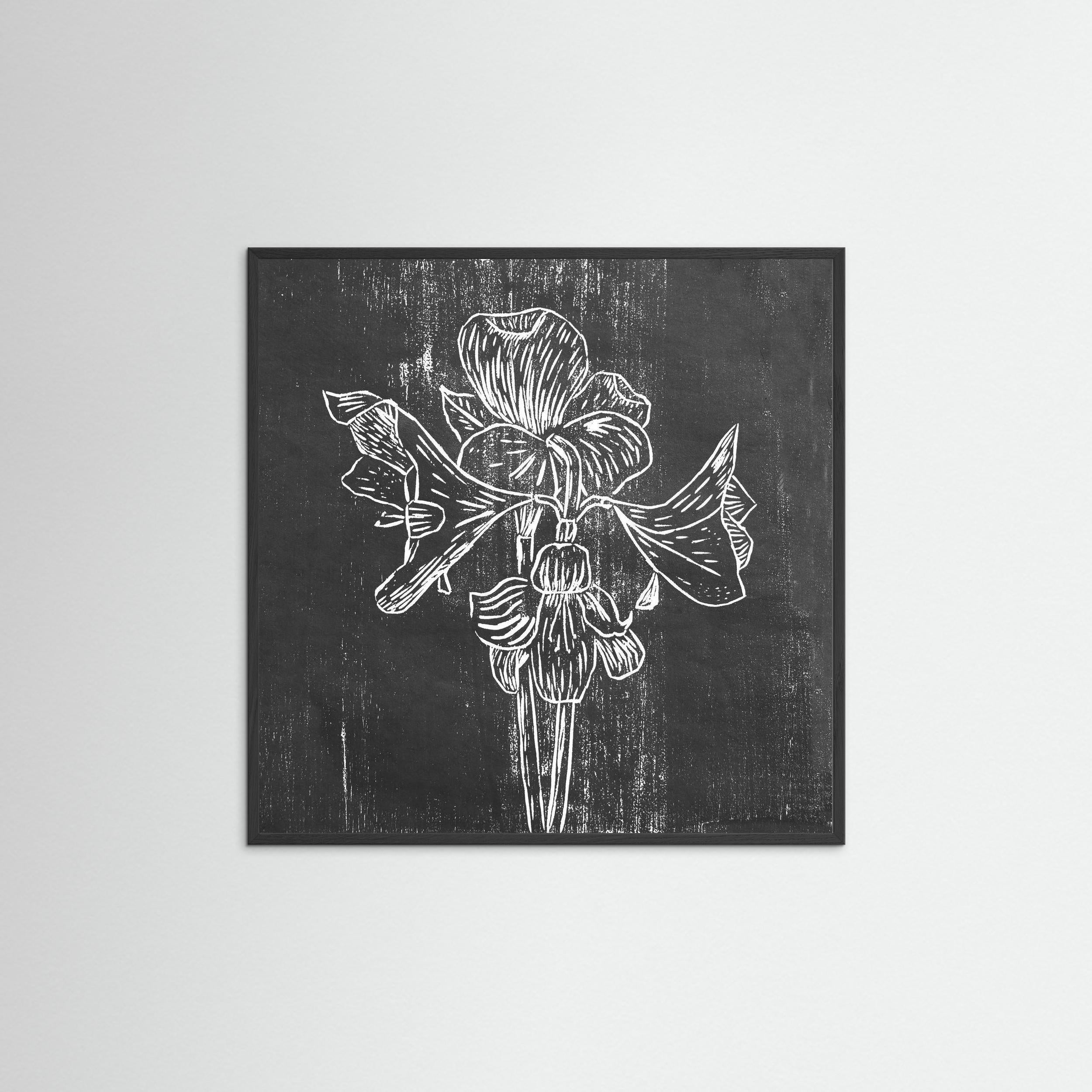 Fine Art Paper Print: "Black Amaryllis"