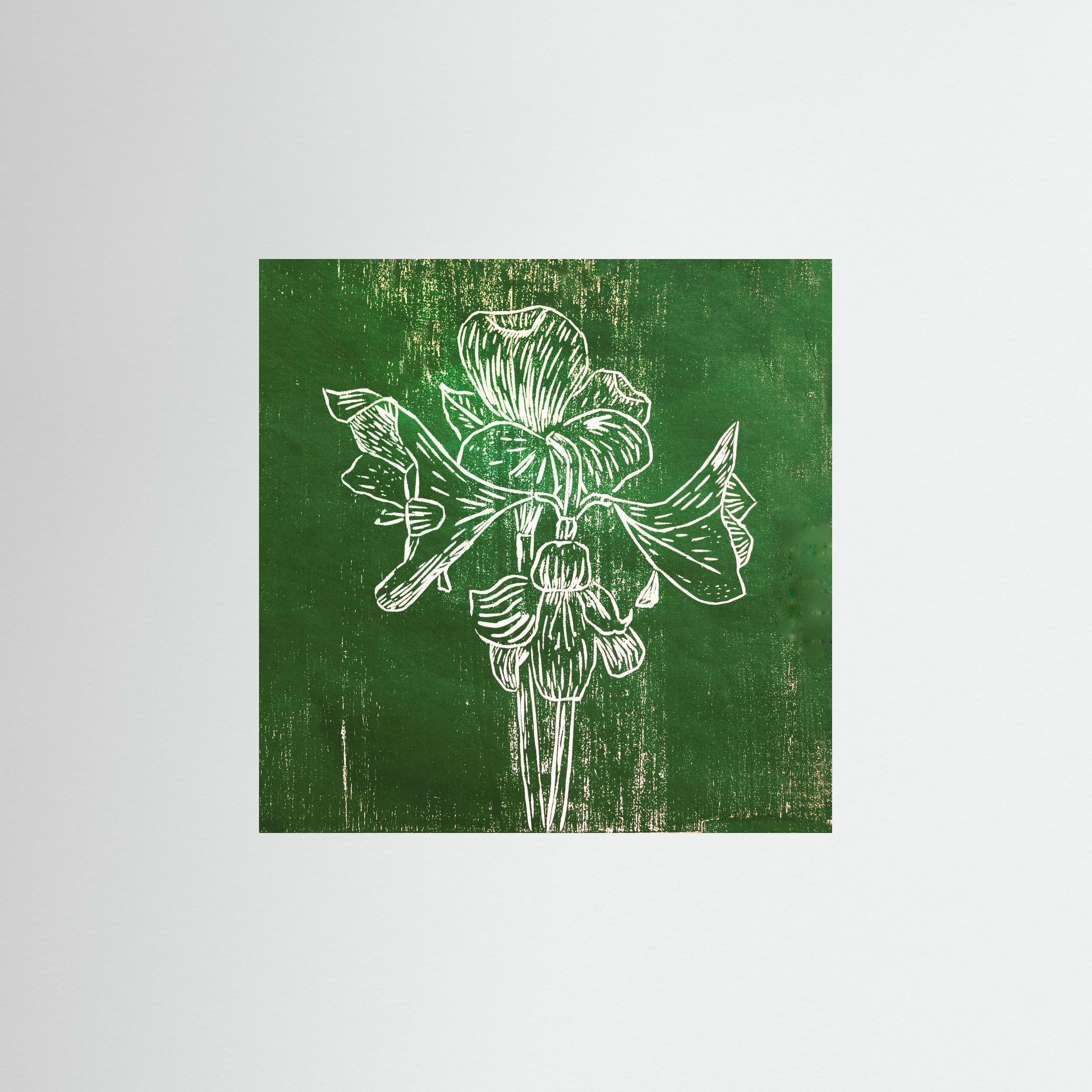 Fine Art Paper Print: "Green Amaryllis"