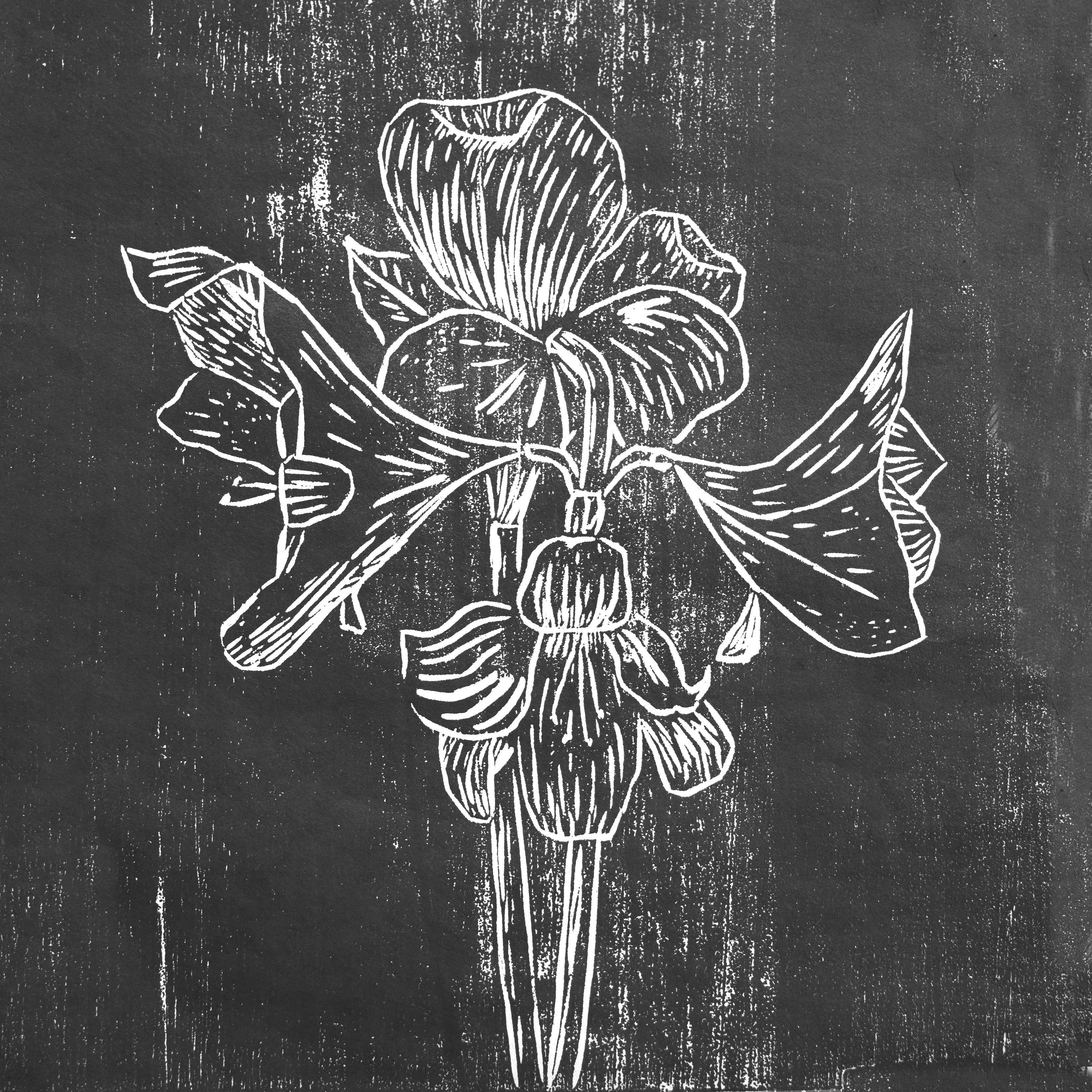 Fine Art Paper Print: "Black Amaryllis"