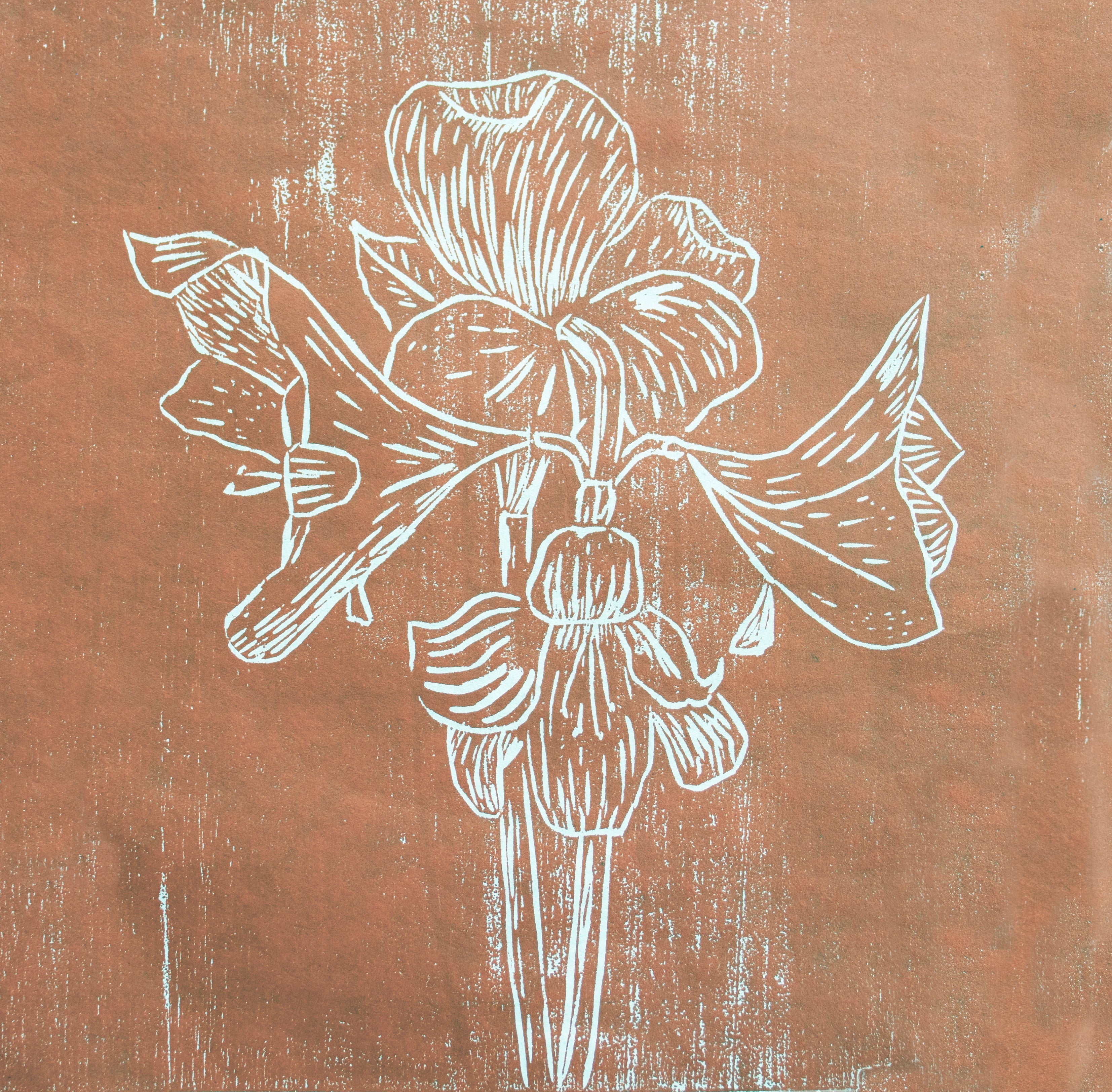 Fine Art Papaer Print: "Brown Amaryllis"