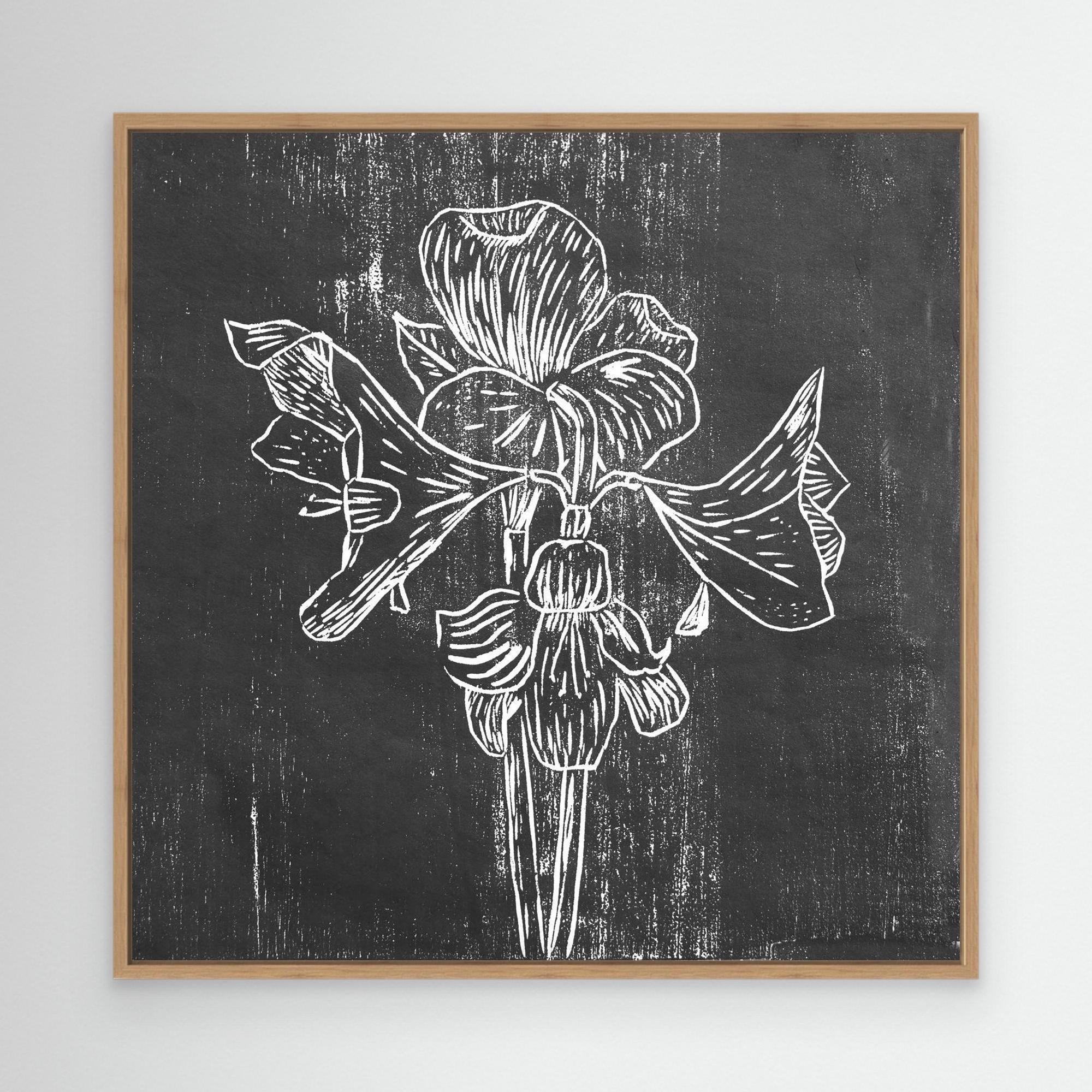 Canvas Print: "Black Amaryllis"