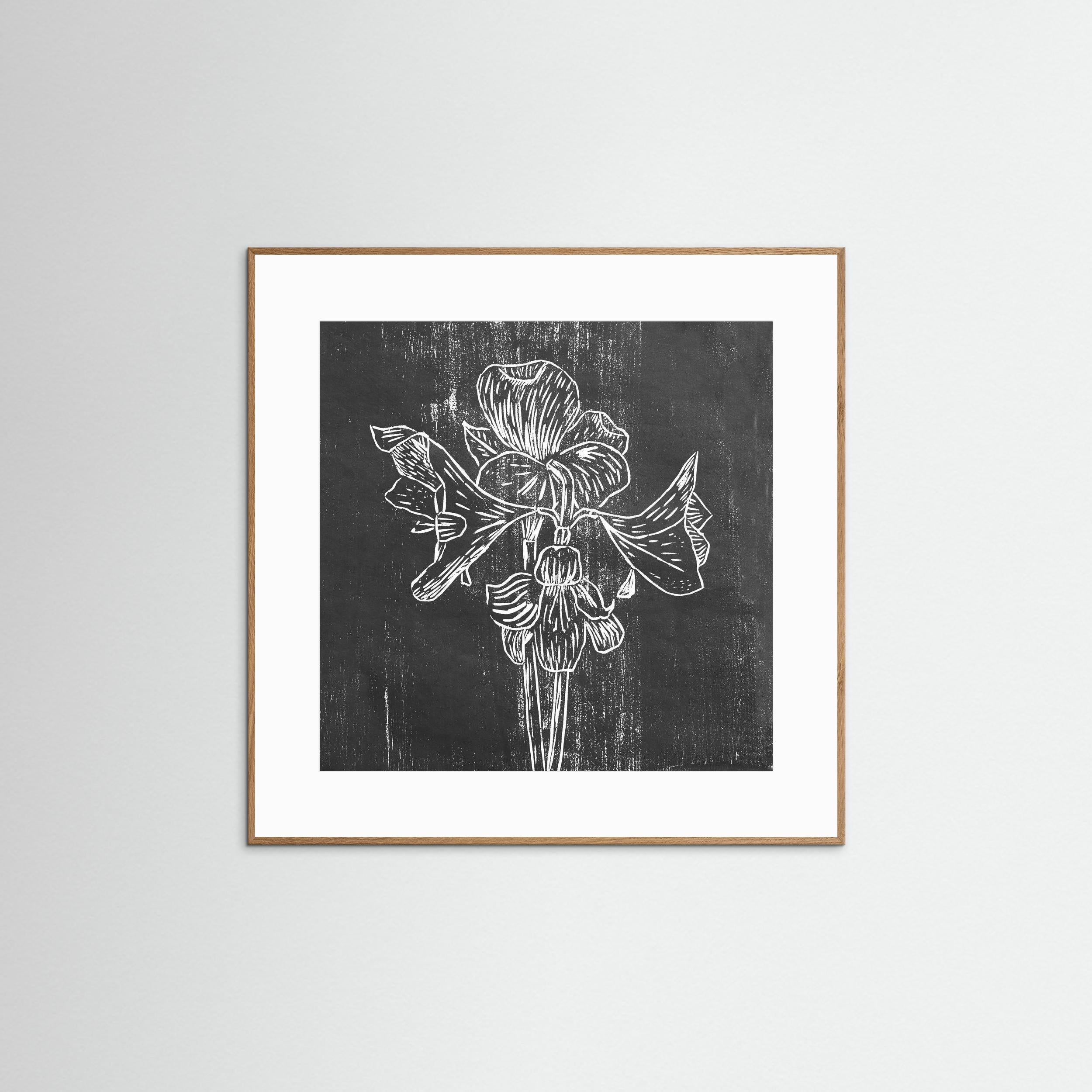 Fine Art Paper Print: "Black Amaryllis"