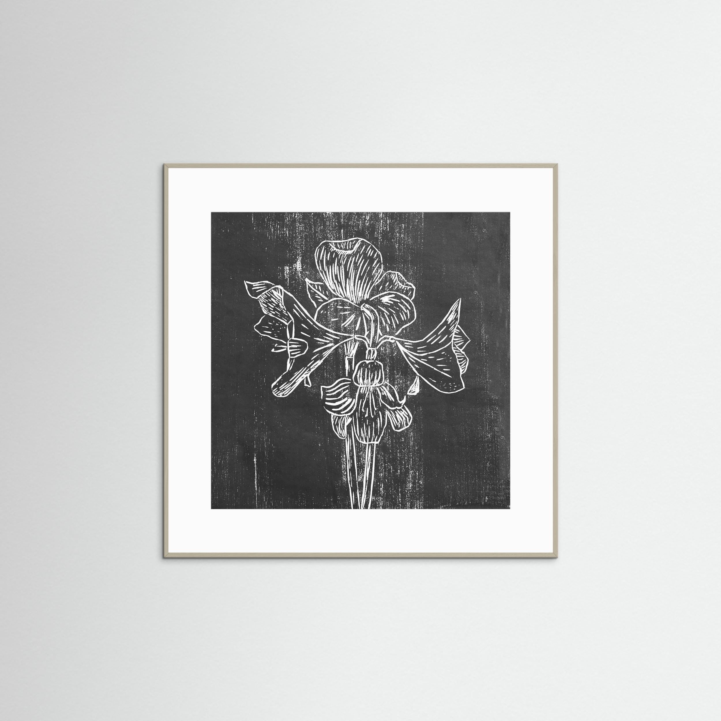 Fine Art Paper Print: "Black Amaryllis"
