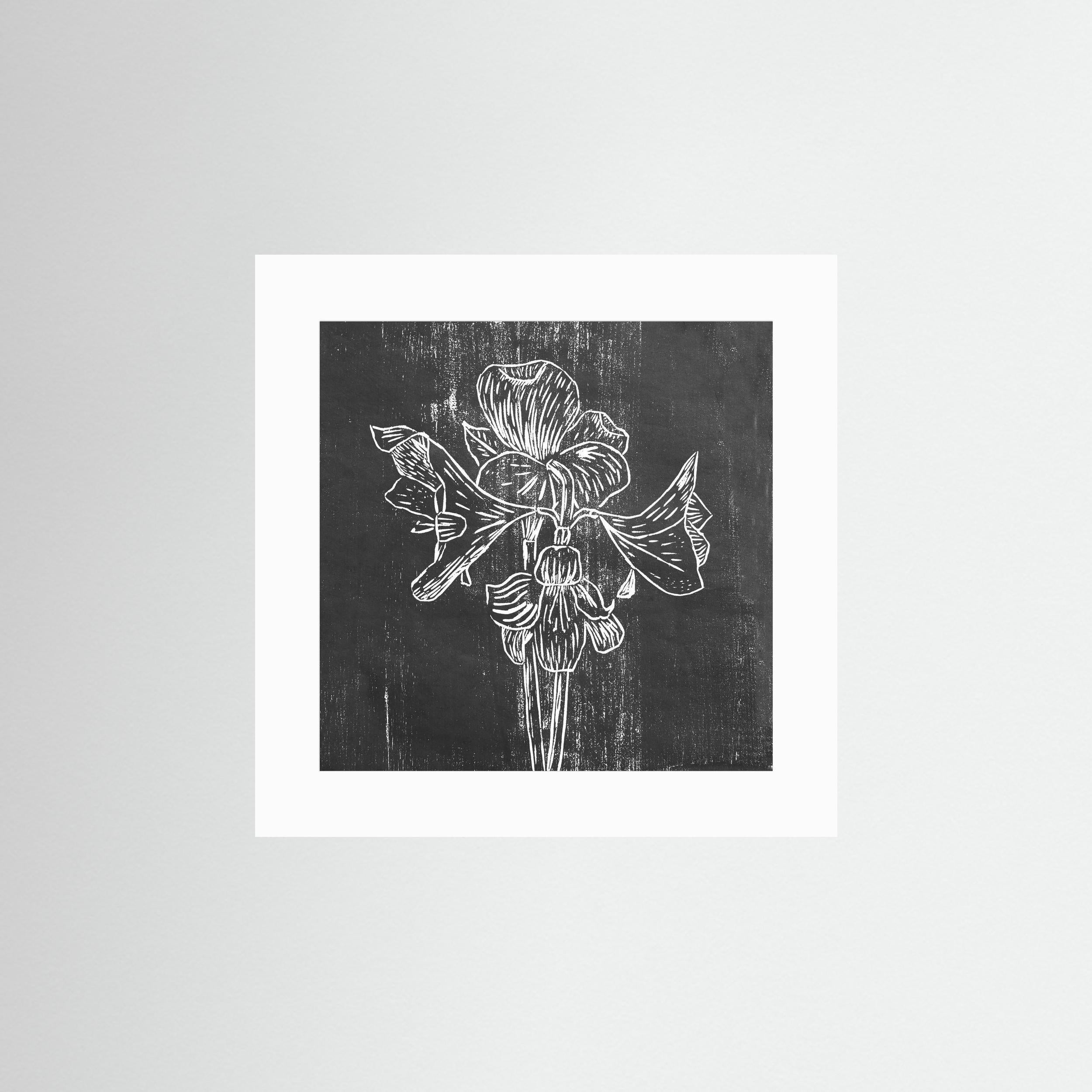 Fine Art Paper Print: "Black Amaryllis"