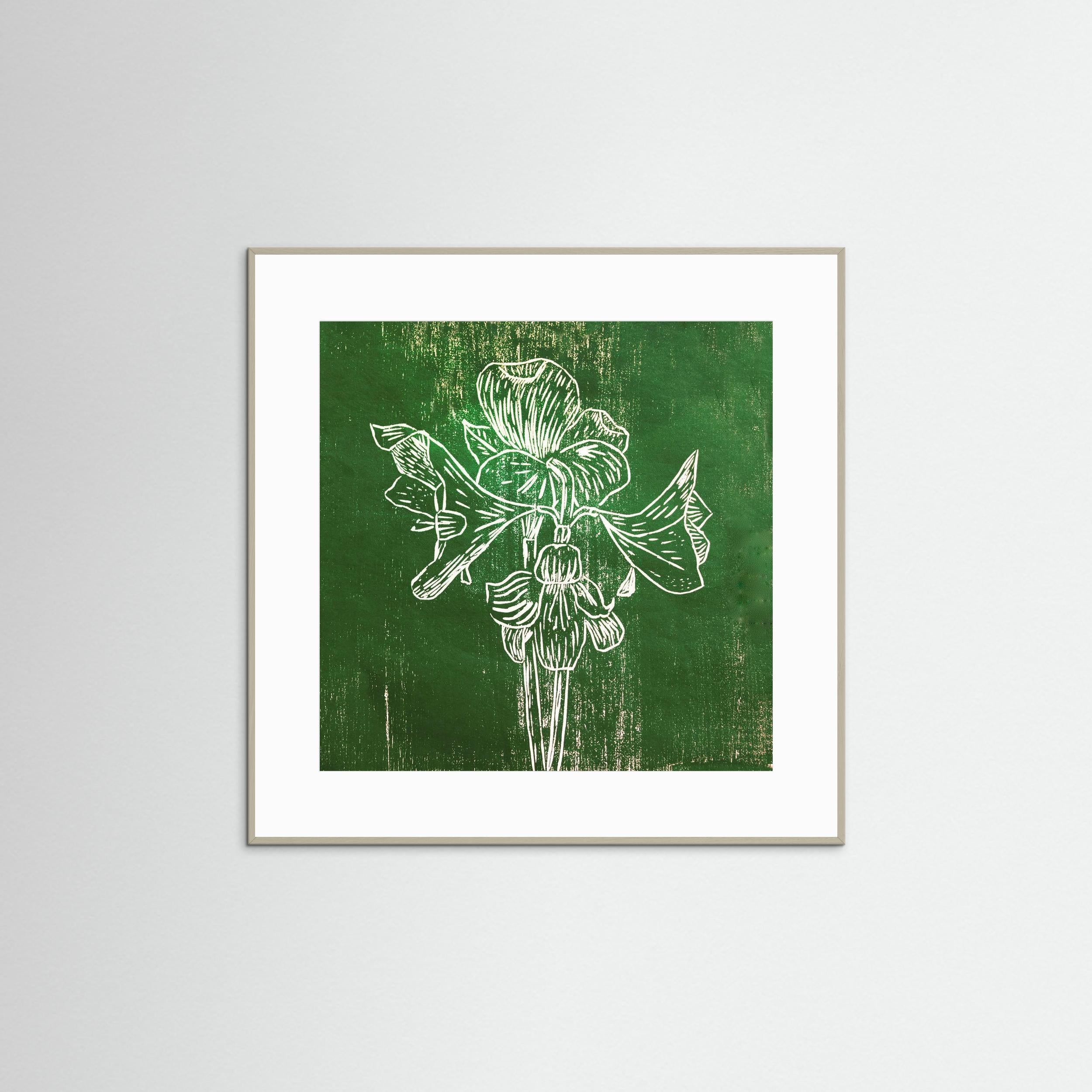Fine Art Paper Print: "Green Amaryllis"