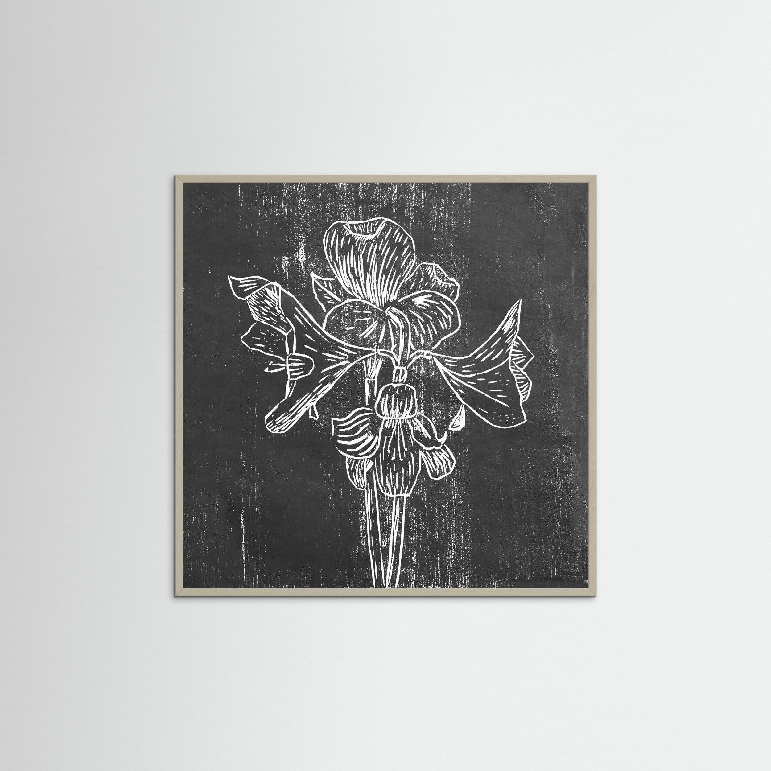 Fine Art Paper Print: "Black Amaryllis"