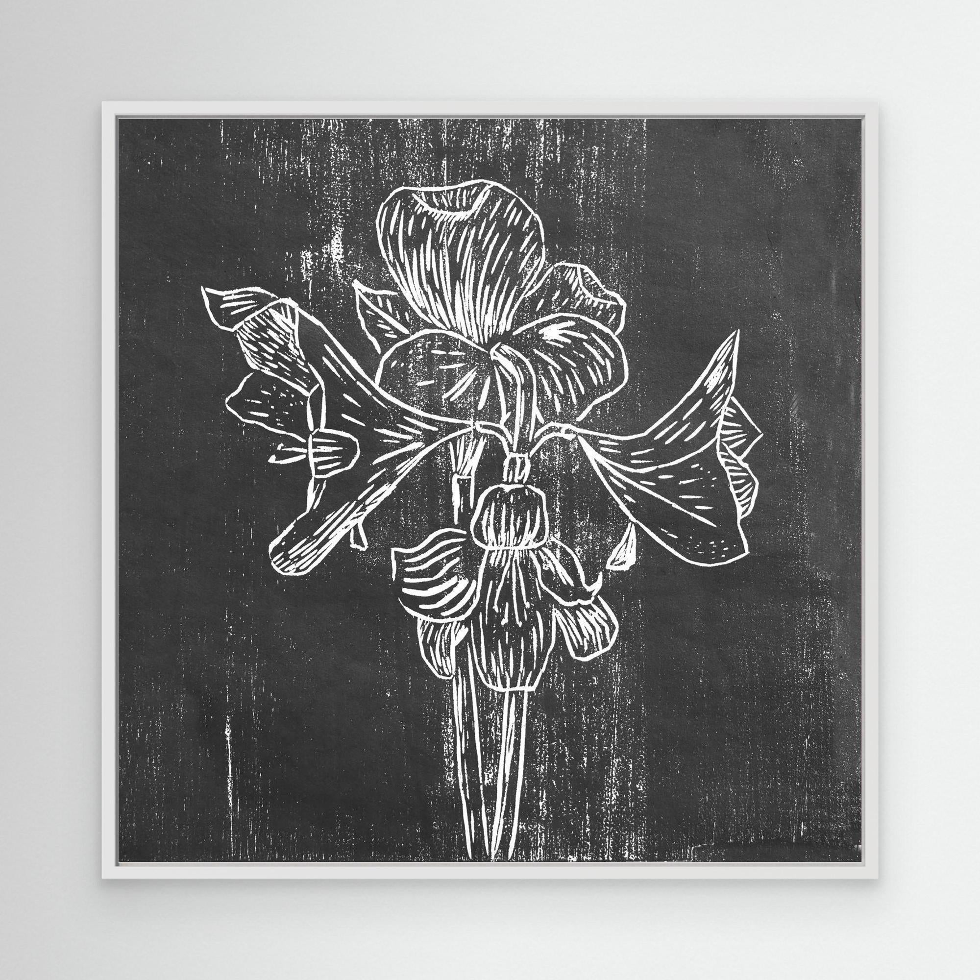 Canvas Print: "Black Amaryllis"