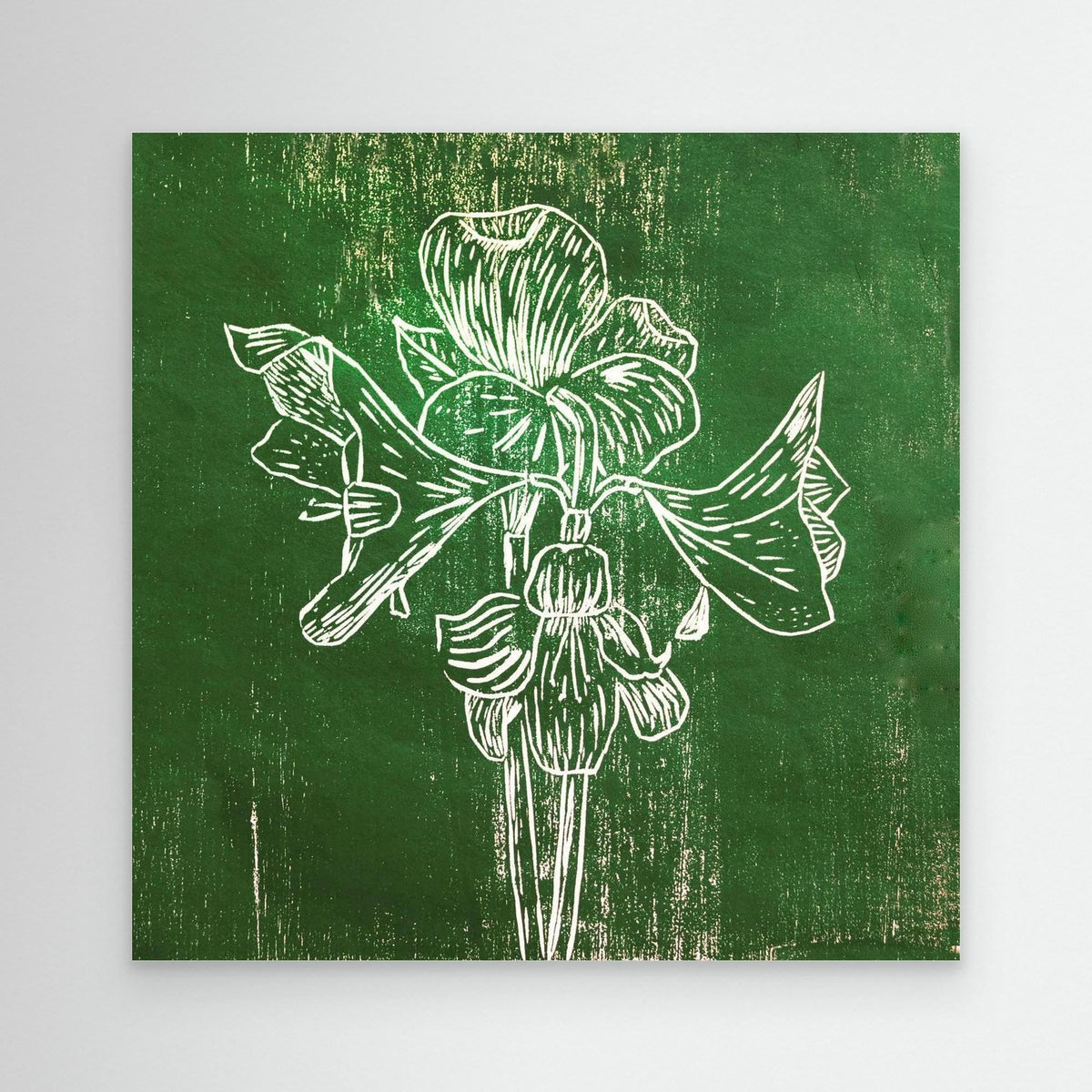 Canvas Print: "Green Amaryllis"