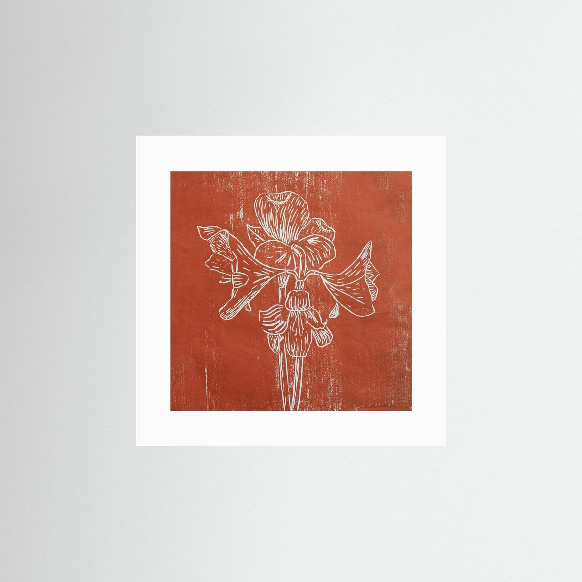 Fine Art Paper Print: "Red Amaryllis"