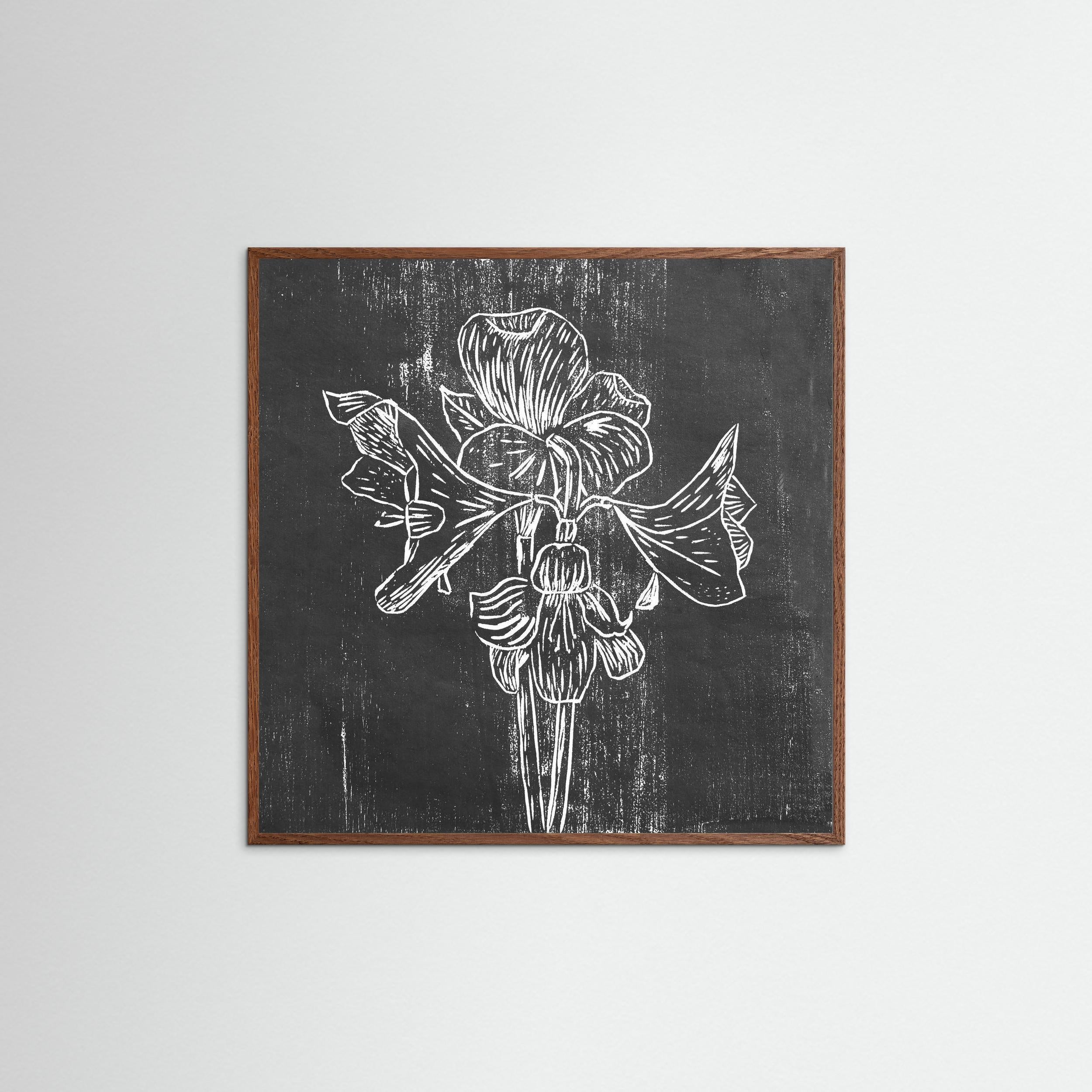 Fine Art Paper Print: "Black Amaryllis"