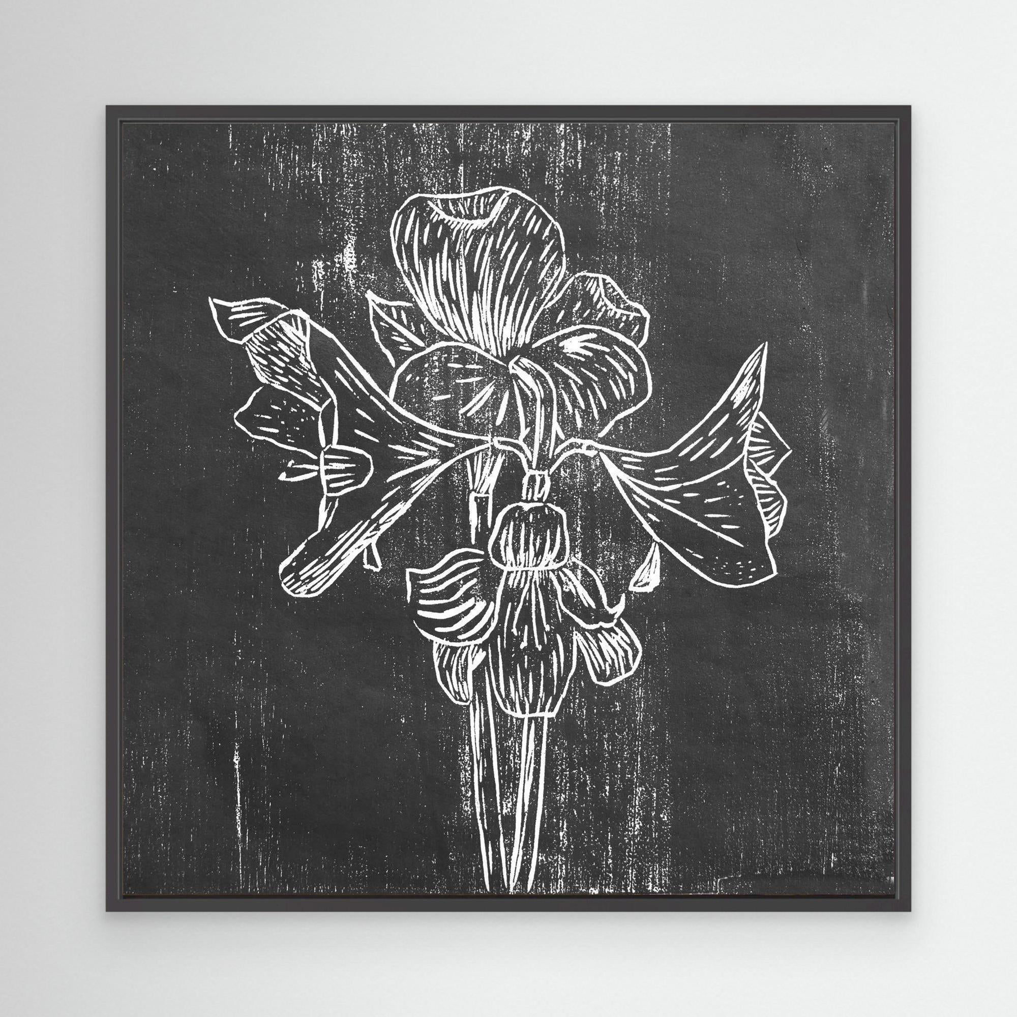 Canvas Print: "Black Amaryllis"