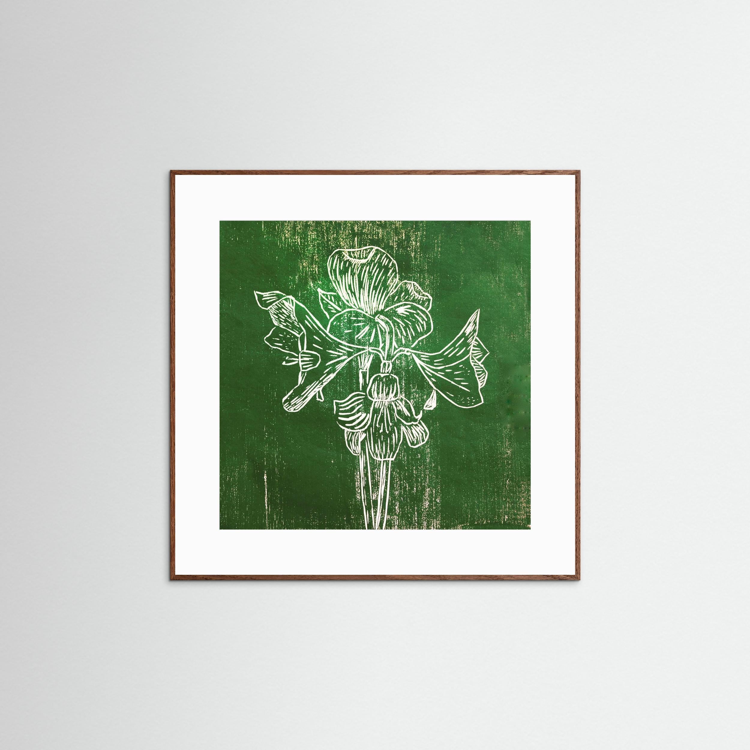 Fine Art Paper Print: "Green Amaryllis"
