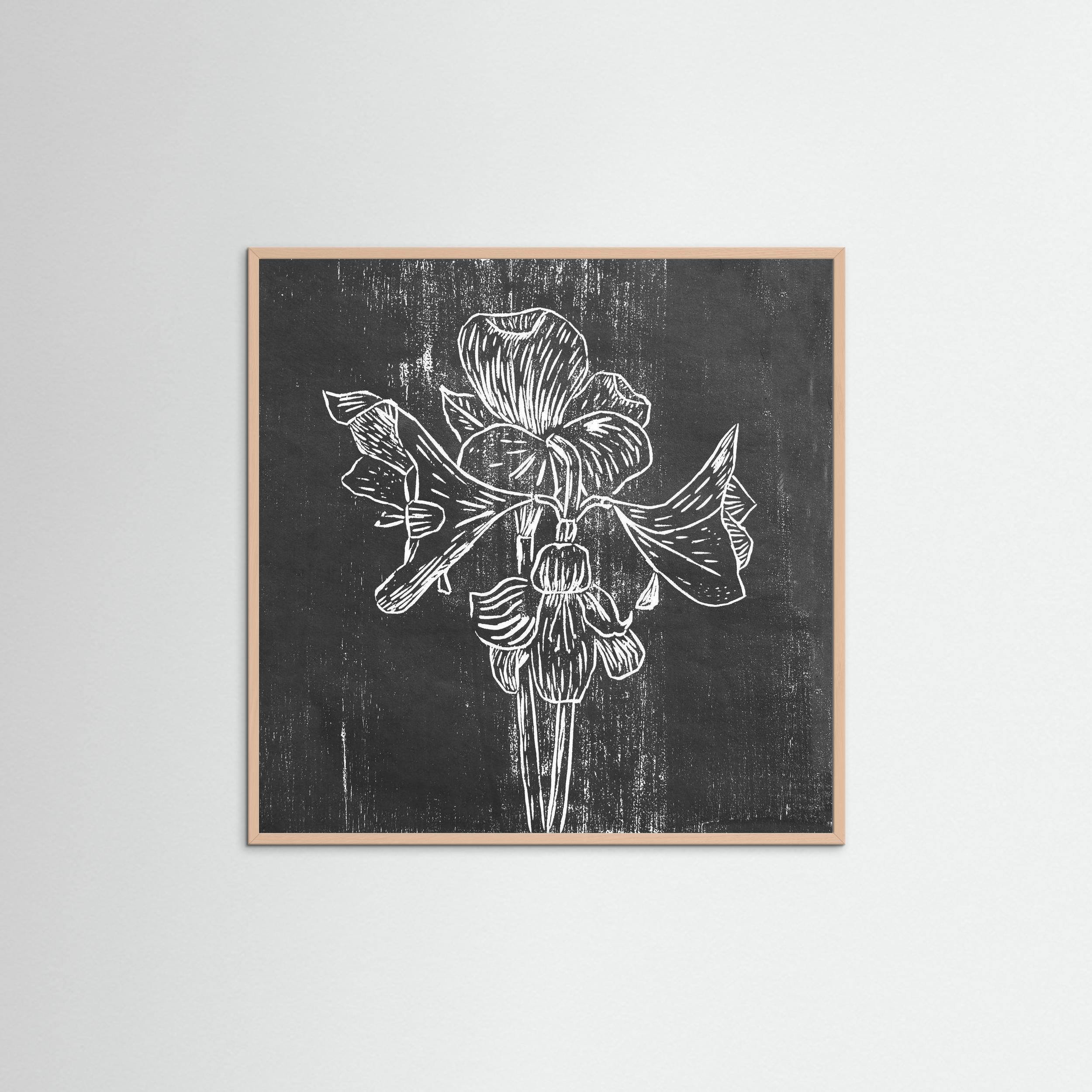 Fine Art Paper Print: "Black Amaryllis"