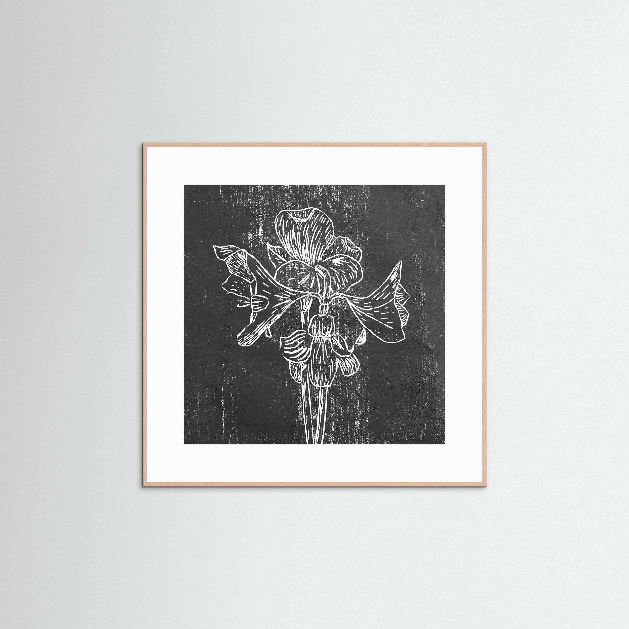 Fine Art Paper Print: "Black Amaryllis"