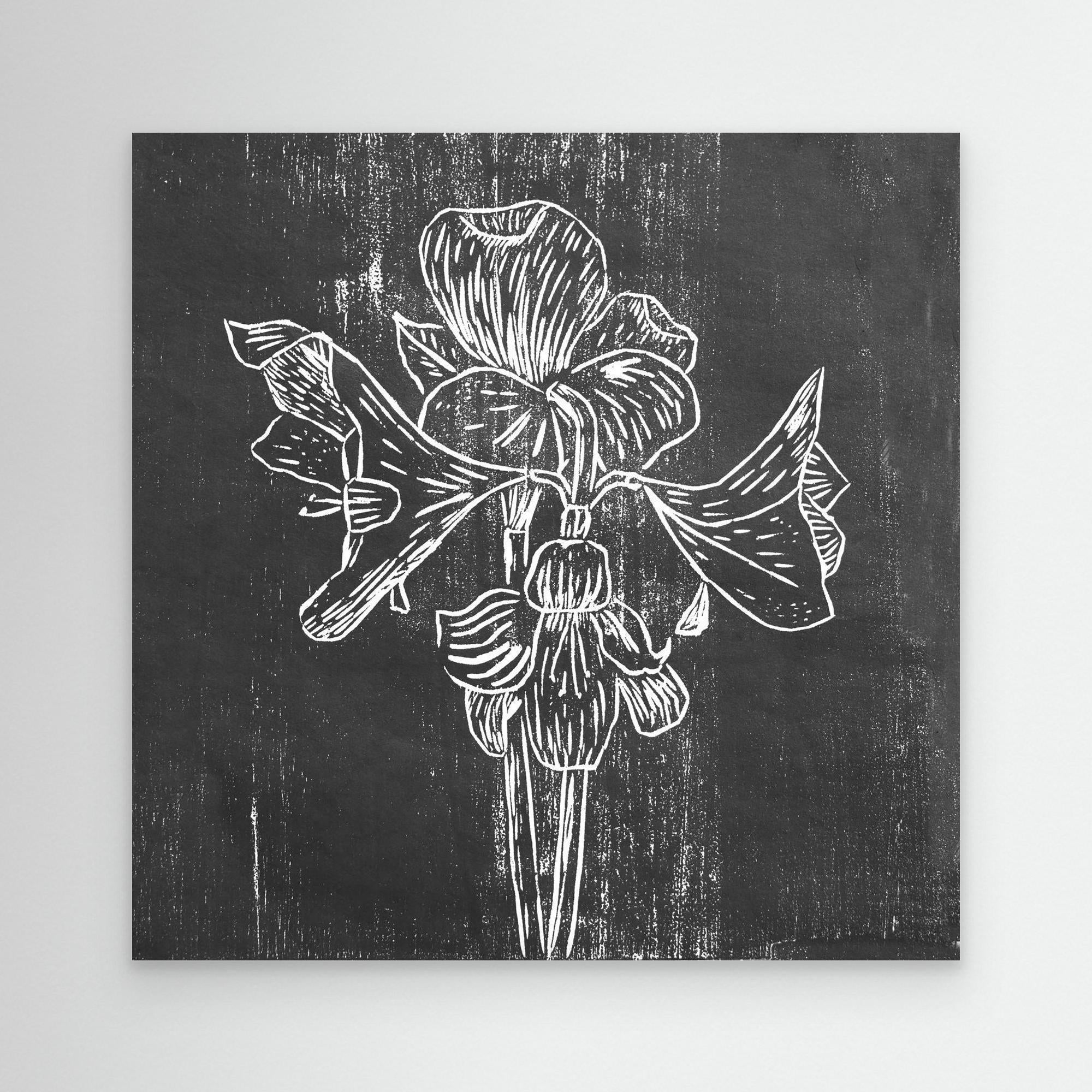 Canvas Print: "Black Amaryllis"