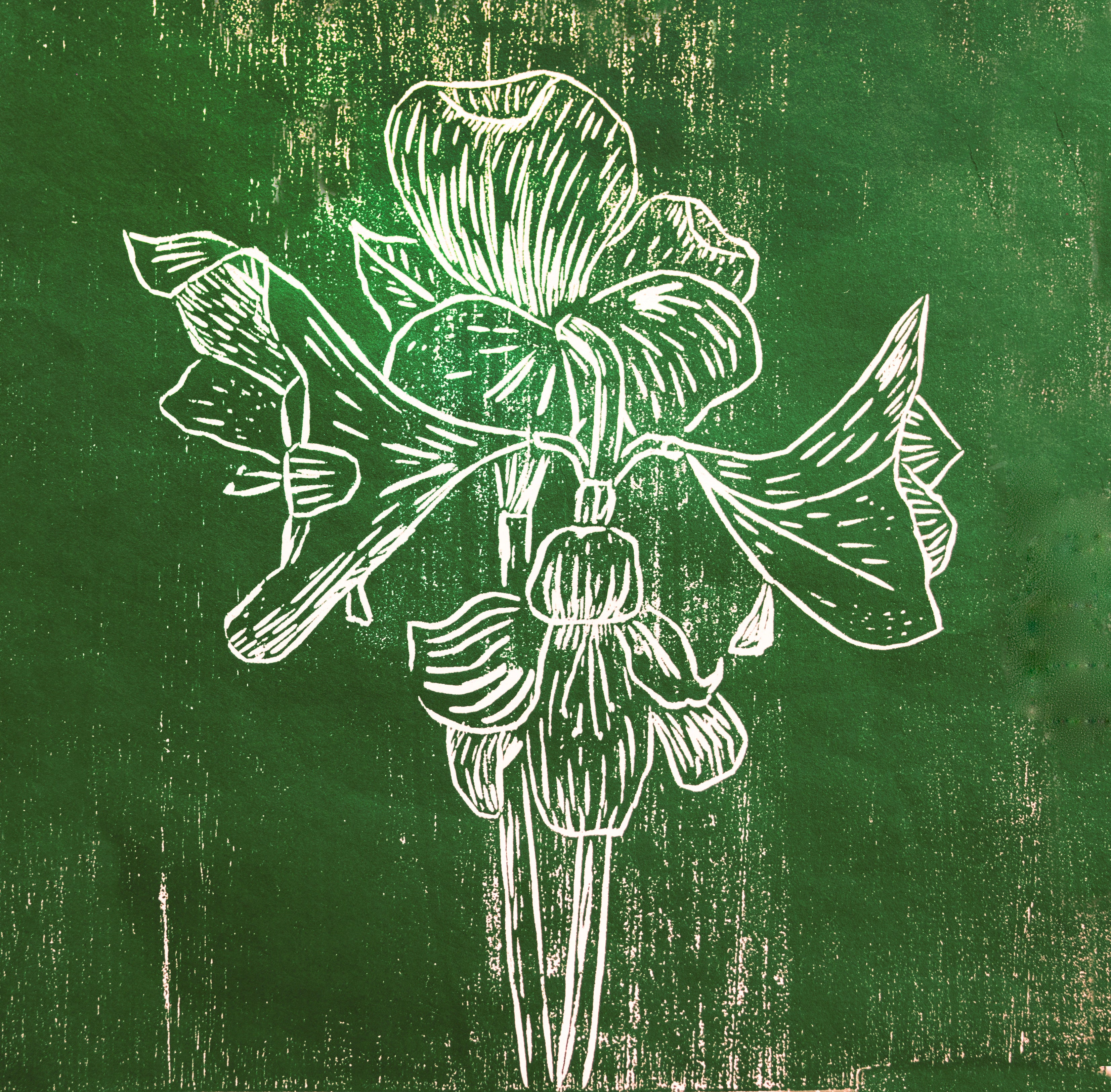 Fine Art Paper Print: "Green Amaryllis"