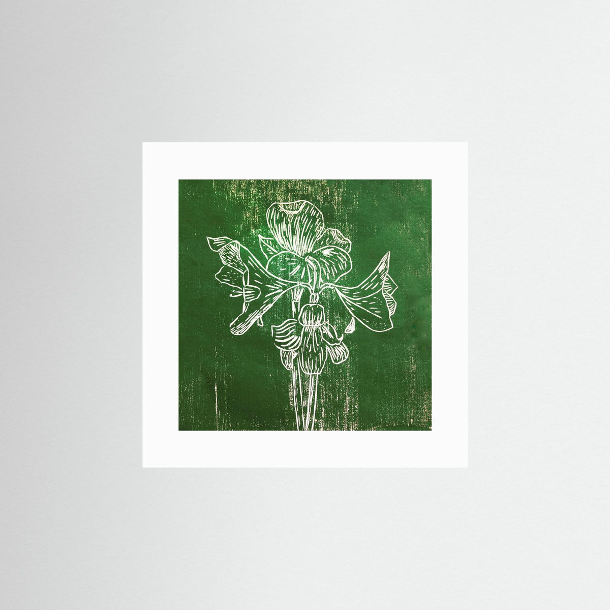 Fine Art Paper Print: "Green Amaryllis"