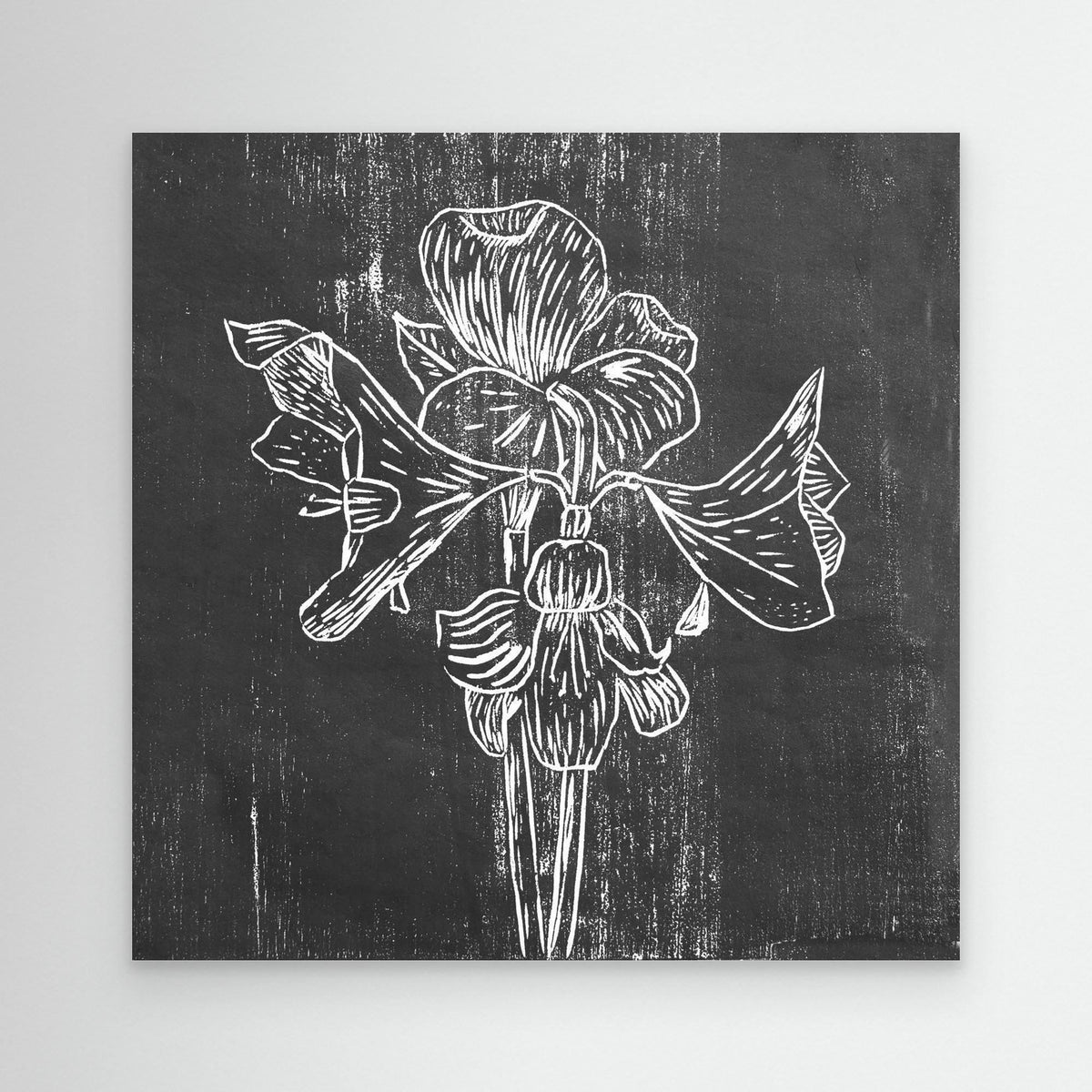 Canvas Print: "Black Amaryllis"